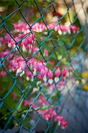 pink flower - Bleeding Hearts Growing through Fence, Toronto, Ontario, Canada Stock Photo - Premium Royalty-Free, Code: 600-05800633