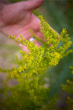 simsearch:600-05786510,k - Close-up of Man's Hand behind Goldenrod, Toronto, Ontario, Canada Stock Photo - Premium Royalty-Free, Code: 600-05800648