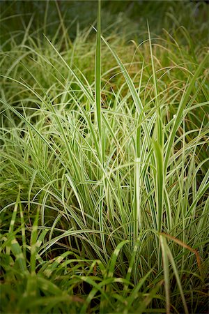 Ribbon Grass, Toronto Botanical Garden, Toronto, Ontario, Canada Foto de stock - Royalty Free Premium, Número: 600-05800651