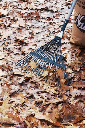 raking leaves autumn - Autumn Leaves, Rake and Yard Waste Bag Stock Photo - Premium Royalty-Free, Code: 600-05803160
