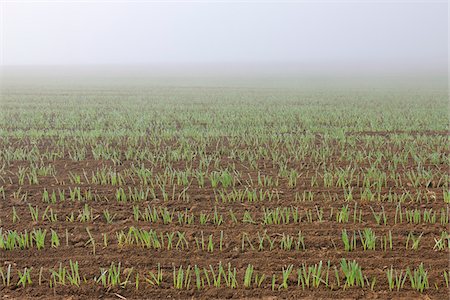 sow - Sowed Field in Early Spring, Franconia, Bavaria, Germany Stock Photo - Premium Royalty-Free, Code: 600-05803208