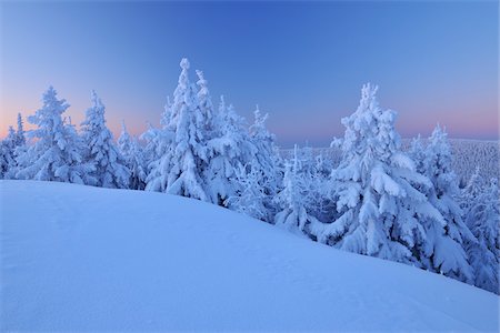 simsearch:600-06038295,k - Snow Covered Conifer Trees at Dawn, Schneekopf, Gehlberg, Thuringia, Germany Stock Photo - Premium Royalty-Free, Code: 600-05803686