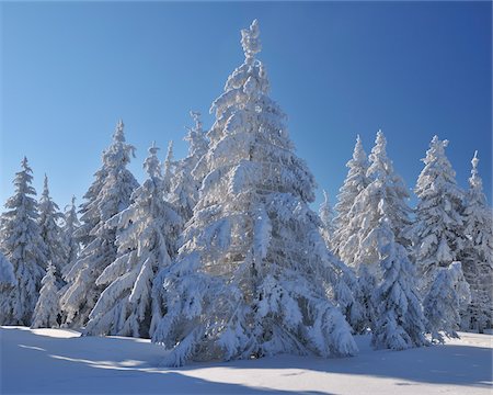 simsearch:600-06038295,k - Snow Covered Conifer Trees, Grosser Beerberg, Suhl, Thuringia, Germany Stock Photo - Premium Royalty-Free, Code: 600-05803701