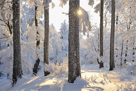simsearch:600-06038295,k - Snow Covered Forest with Sun, Grosser Inselsberg, Brotterode, Thuringia, Germany Stock Photo - Premium Royalty-Free, Code: 600-05803715