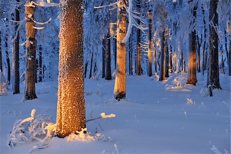 simsearch:600-06038295,k - Snow Covered Forest at Dusk, Grosser Inselsberg, Brotterode, Thuringia, Germany Stock Photo - Premium Royalty-Free, Code: 600-05803717