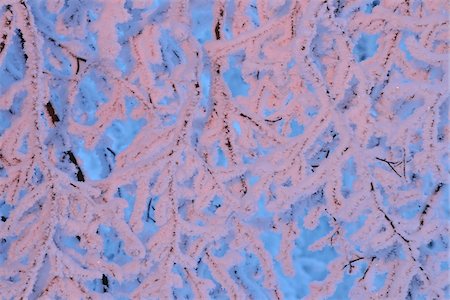 simsearch:600-06038295,k - Snow Covered Branch at Dusk, Grosser Inselsberg, Brotterode, Thuringia, Germany Stock Photo - Premium Royalty-Free, Code: 600-05803719