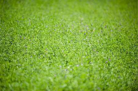 select focus - Close-up of Grass Groundcover Stock Photo - Premium Royalty-Free, Code: 600-05822162