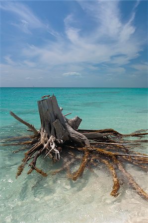 simsearch:600-05947914,k - Dead Tree, Cayo Largo, Canarreos Archipelago, Cuba Stock Photo - Premium Royalty-Free, Code: 600-05854936