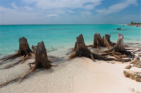 simsearch:600-05947914,k - Dead Tree, Cayo Largo, Canarreos Archipelago, Cuba Stock Photo - Premium Royalty-Free, Code: 600-05854937