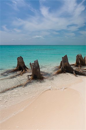 simsearch:600-05947914,k - Dead Tree, Cayo Largo, Canarreos Archipelago, Cuba Stock Photo - Premium Royalty-Free, Code: 600-05854938