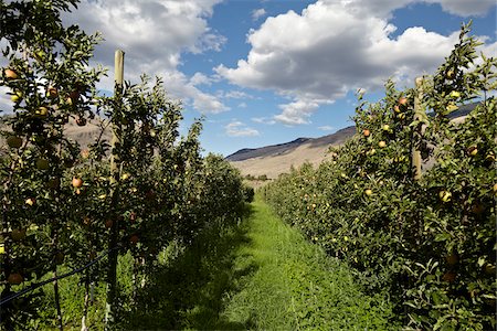 Espaliered Apple Trees, Cawston, Similkameen Country, British Columbia, Canada Foto de stock - Sin royalties Premium, Código: 600-05855134