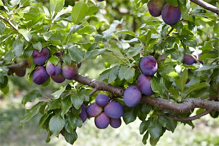 food detail - Plums, Cawston, Similkameen Country, British Columbia, Canada Foto de stock - Sin royalties Premium, Código: 600-05855131