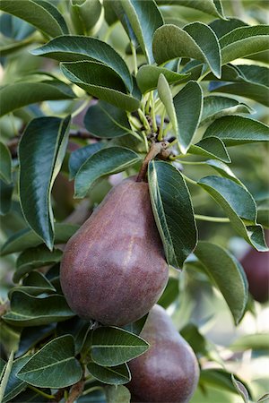 food detail - Red Anjou Pears, Cawston, Similkameen Country, British Columbia, Canada Foto de stock - Sin royalties Premium, Código: 600-05855150