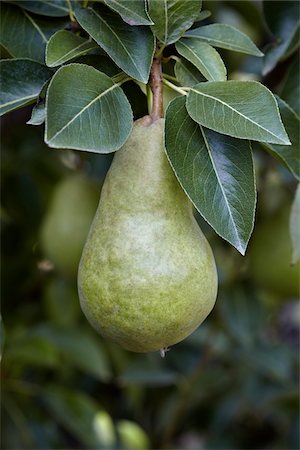 single fruits tree - Bartlett Pear, Cawston, Similkameen Country, British Columbia, Canada Stock Photo - Premium Royalty-Free, Code: 600-05855153