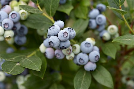 Blueberries, Barrie, Ontario, Canada Stock Photo - Premium Royalty-Free, Code: 600-05855168