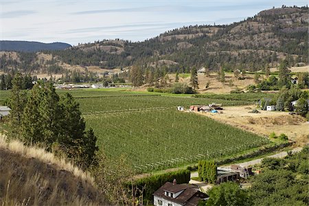 simsearch:700-05602728,k - Fruit Farm and Mountains, Cawston, Similkameen Country, British Columbia, Canada Stock Photo - Premium Royalty-Free, Code: 600-05855162
