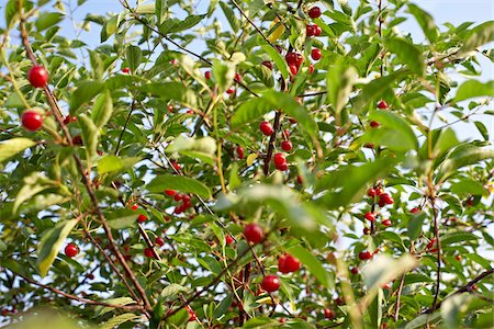 Sour Cherries, Beamsville, Niagara Region, Ontario, Canada Stock Photo - Premium Royalty-Free, Code: 600-05855184