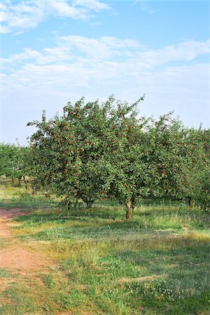 fruit tree - Sour Cherries, Beamsville, Niagara Region, Ontario, Canada Stock Photo - Premium Royalty-Free, Code: 600-05855181