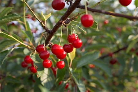Sour Cherries, Beamsville, Niagara Region, Ontario, Canada Stock Photo - Premium Royalty-Free, Code: 600-05855183
