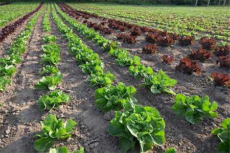 furrowed fields - Boston, Romaine and Leaf Lettuce, Fenwick, Ontario, Canada Stock Photo - Premium Royalty-Free, Code: 600-05855222