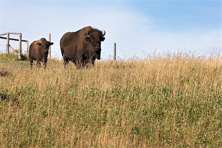 roaming - Bison with Calf, Tacarsey Bison Ranch, Pincher Creek, Alberta, Canada Stock Photo - Premium Royalty-Free, Code: 600-05855346