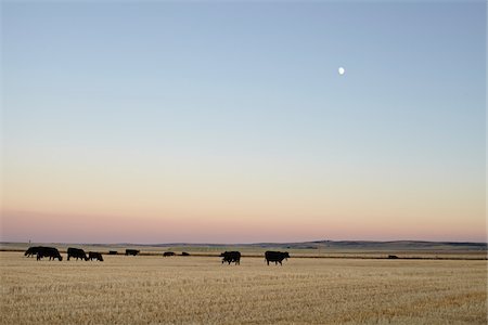 field cow - Herd of Cows in Field, Pincher Creek, Alberta, Canada Stock Photo - Premium Royalty-Free, Code: 600-05855362