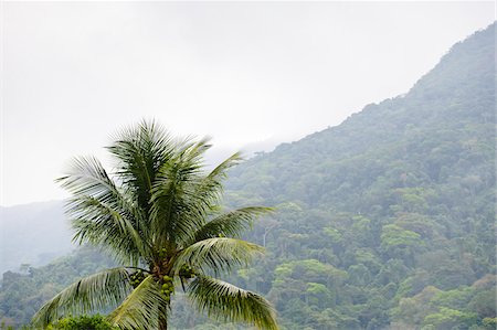 simsearch:700-05810249,k - Scenic View of Forest, Rio de Janeiro, Brazil Stock Photo - Premium Royalty-Free, Code: 600-05947923