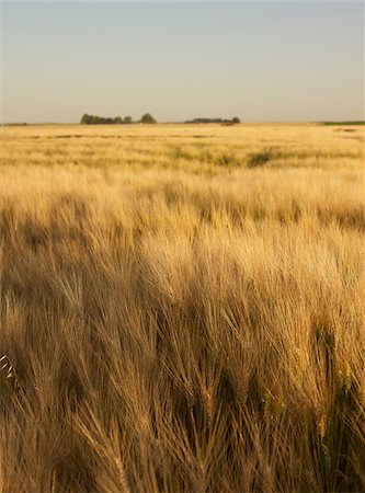 Field of Wheat, Alberta, Canada Foto de stock - Sin royalties Premium, Código: 600-05948099