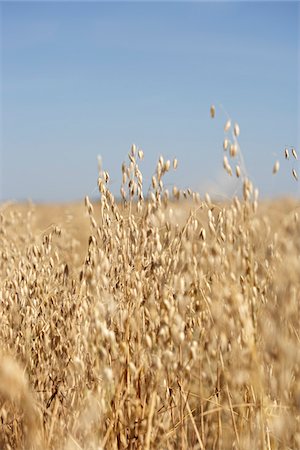 Oats, Starbuck, Macdonald, Manitoba, Canada Stock Photo - Premium Royalty-Free, Code: 600-05973190