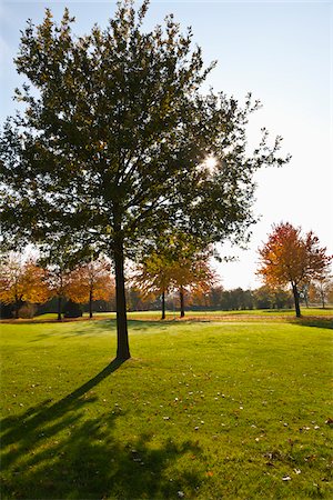 simsearch:600-05973842,k - Golf Course with Trees in Autumn, North Rhine-Westphalia, Germany Stock Photo - Premium Royalty-Free, Code: 600-05973834