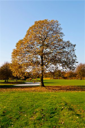 simsearch:600-05973842,k - Golf Course with Trees in Autumn, North Rhine-Westphalia, Germany Stock Photo - Premium Royalty-Free, Code: 600-05973838