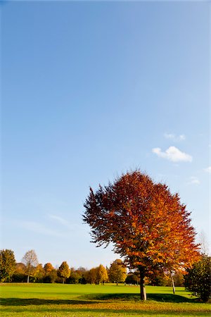 simsearch:600-05973842,k - Golf Course with Trees in Autumn, North Rhine-Westphalia, Germany Stock Photo - Premium Royalty-Free, Code: 600-05973845