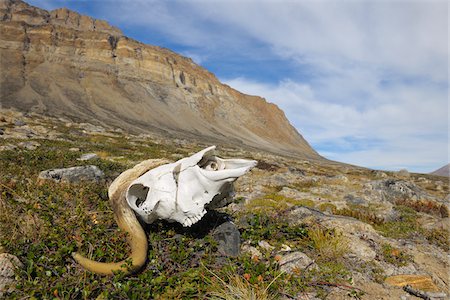 skull - Musk Ox Skull, Nordbugten, Nordvestfjorden,  Scoresby Sund, Greenland Stock Photo - Premium Royalty-Free, Code: 600-05973885