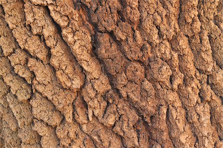 Bark of Old Tree, Ourika Valley, Atlas Mountains, Morocco Stock Photo - Premium Royalty-Free, Code: 600-06038075