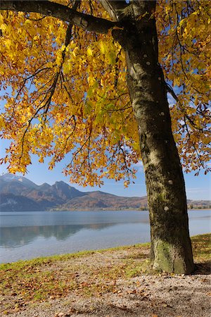 Tree in Autumn, Kochelsee, Kochel am See, Bad Tolz-Wolfratshausen, Upper Bavaria, Bavaria, Germany Stock Photo - Premium Royalty-Free, Code: 600-06038286