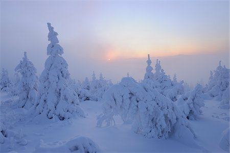 fichtelberg - Snow Covered Trees at Sunset, Fichtelberg, Ore Mountains, Saxony, Germany Stock Photo - Premium Royalty-Free, Code: 600-06038300