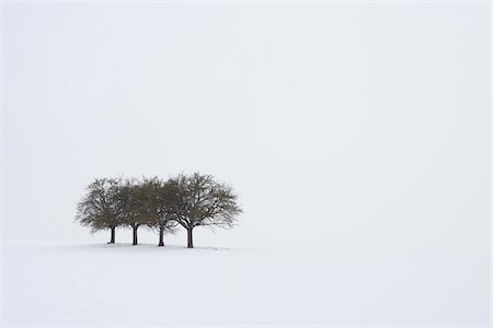 Group of Trees in Winter, Franconia, Bavaria, Germany Foto de stock - Sin royalties Premium, Código: 600-06038317