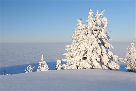 Couverte de neige, arbres et le brouillard dans la vallée, Rigi Kulm, Rigi, Canton de Schwyz, Suisse Photographie de stock - Premium Libres de Droits, Code: 600-06038310