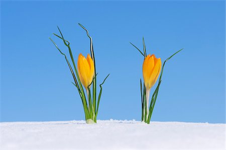 endurance - Crocus (Crocus chrysanthus / neige Crocus) debout dans la neige, ciel bleu clair. Franconie, Bavière, Allemagne. Photographie de stock - Premium Libres de Droits, Code: 600-06038325