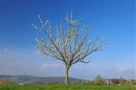 Cerisier en fleurs, Obernburg, Miltenberg, Franconie, Bavière, Allemagne Photographie de stock - Premium Libres de Droits, Code: 600-06119668