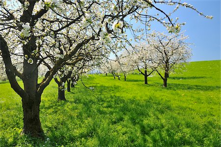 Cherry Trees, Baden-Wurttemberg, Germany Stock Photo - Premium Royalty-Free, Code: 600-06119680