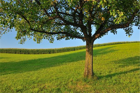 single fruits tree - Pommier en été, Suisse Photographie de stock - Premium Libres de Droits, Code: 600-06119755