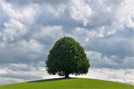 radius images - Lime Tree on Hill in Summer, Switzerland Stock Photo - Premium Royalty-Free, Code: 600-06119759