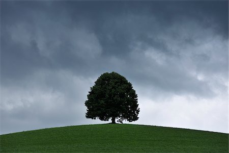 Lime Tree with Storm Clouds, Switzerland Stock Photo - Premium Royalty-Free, Code: 600-06119760