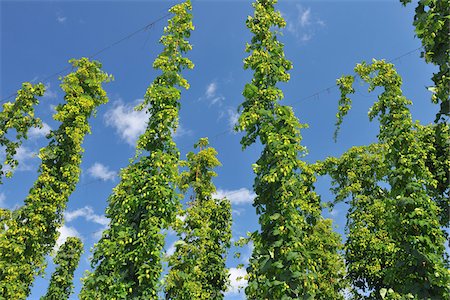 plantation - Humulus Lupulus Growing on Hop Plantation, Tettnang, Baden-Wurttemberg, Germany Stock Photo - Premium Royalty-Free, Code: 600-06119763