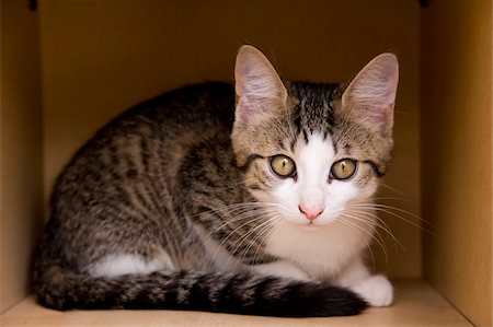 Kitten in Cardboard Box Stock Photo - Premium Royalty-Free, Code: 600-06119784