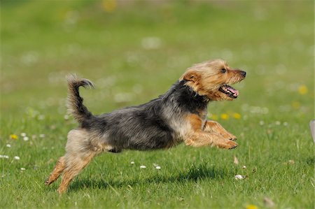 Australian Terrier, Bavaria, Germany Stock Photo - Premium Royalty-Free, Code: 600-06125837