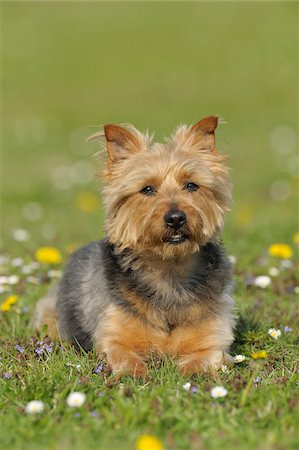 Australian Terrier, Bavaria, Germany Stock Photo - Premium Royalty-Free, Code: 600-06125839