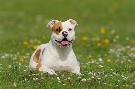 Old English Bulldog, Bavaria, Germany Stock Photo - Premium Royalty-Free, Code: 600-06125845