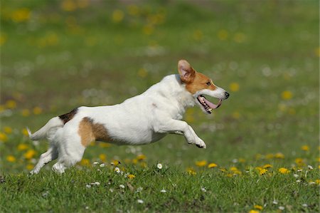 Jack Russell Terrier, Bavaria, Germany Stock Photo - Premium Royalty-Free, Code: 600-06125846